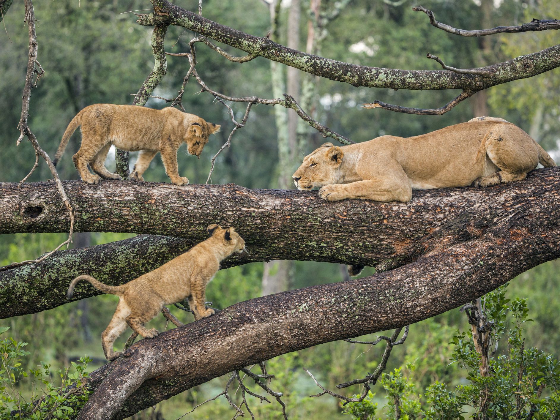 Reasons To Visit Lake Manyara National Park Explore Tanzania Tours