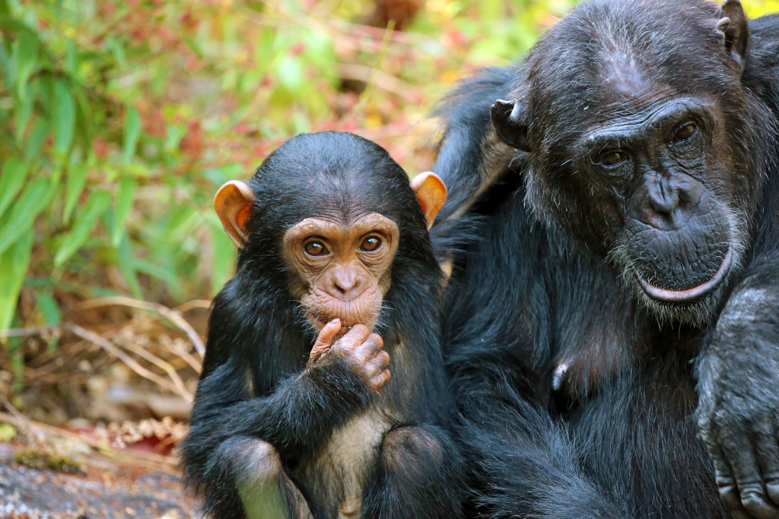 Safari Travel Guide To Mahale Mountains National Park Chimpanzee Tours