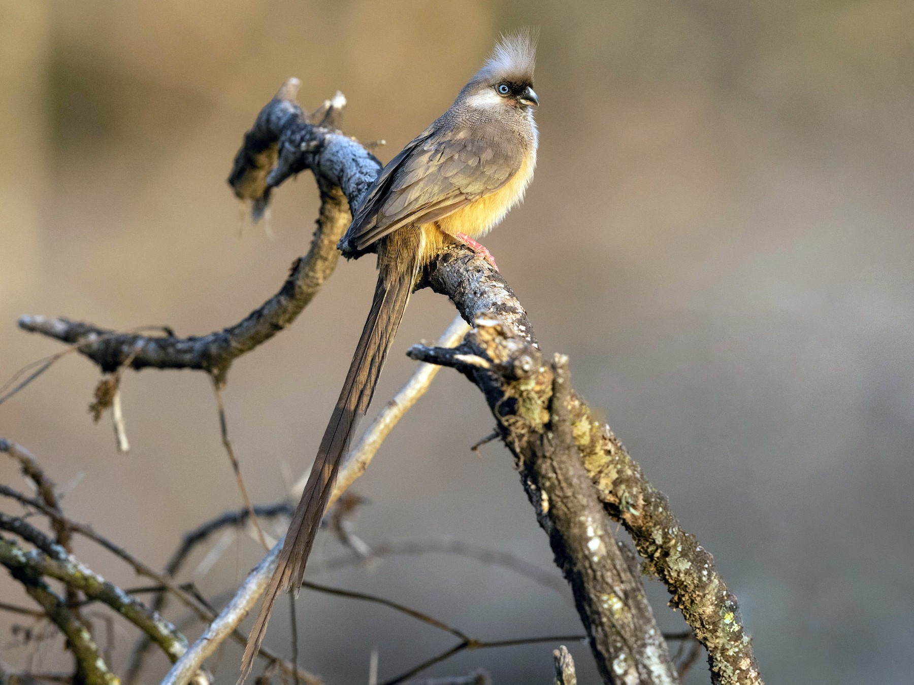 Nyabarongo River Bird Checklist