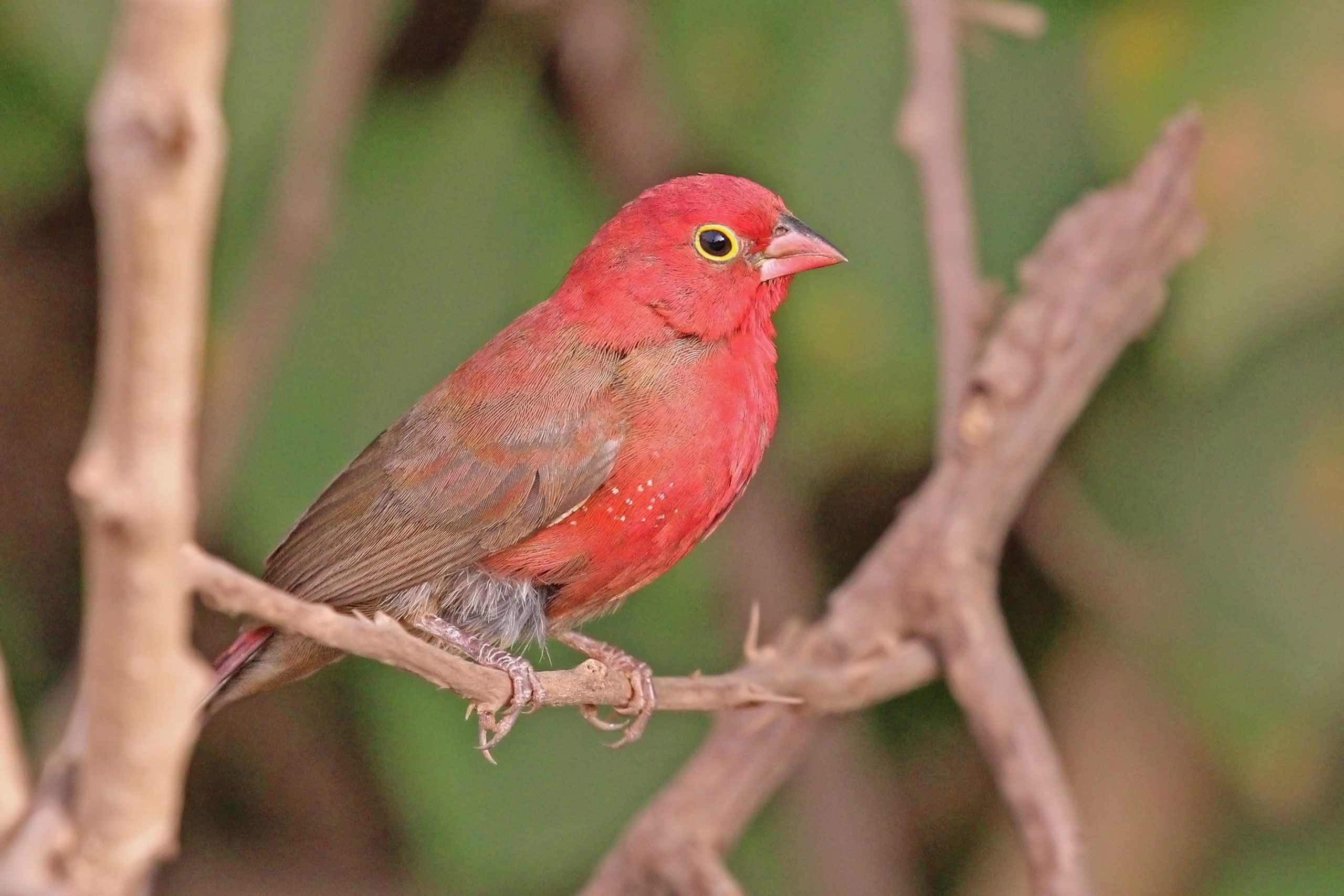 Rwanda Bird Checklist Rwanda Safaris Tours Rwanda Tours