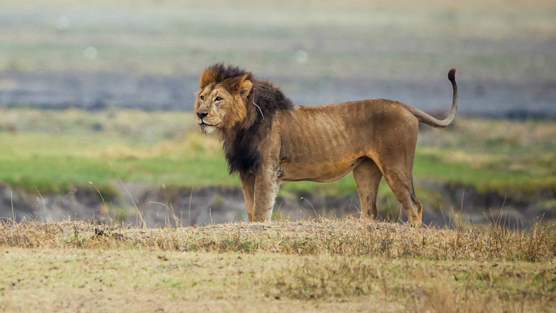 animals in ngorongoro 