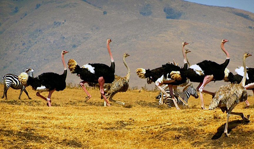 birds of ngorongoro