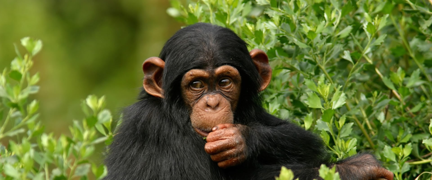 3 Days chimpanzee trekking in gombe national park | Gombe Chimps