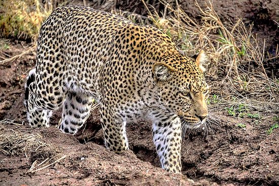 leopards in serengeti national park