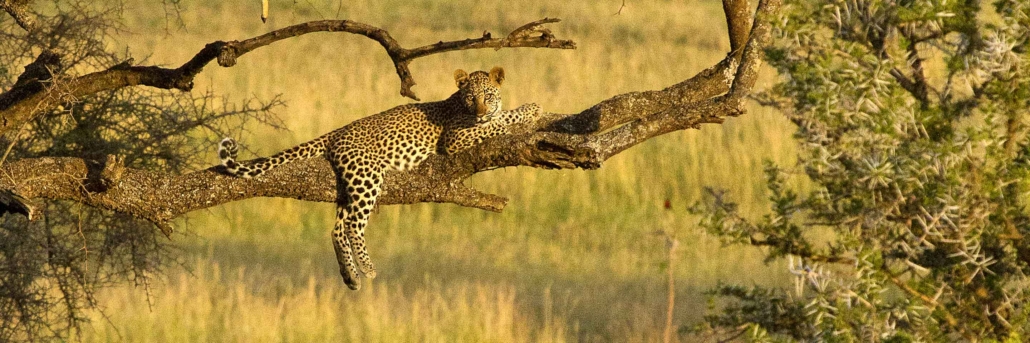 serengeti national park leopards