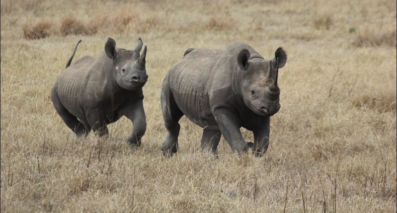 Black rhinos in Ngorongoro crater