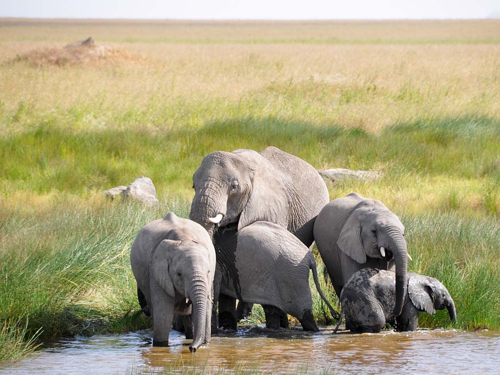 the price of visiting serengeti national park