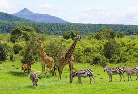 2 Days Arusha National Park Safari Tour 