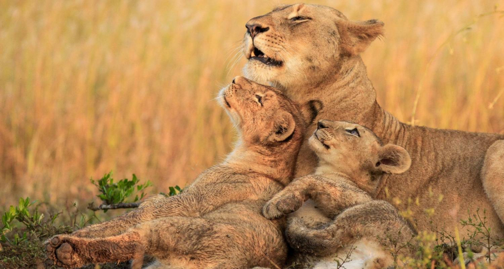 4 Days Tanzania Wildlife Safari | Tanzania Safaris Tours | Tanzania Tours