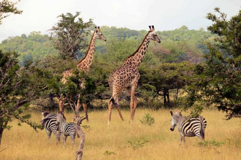 the-largest-national-park-tanzania-national-parks-tanzania-tours