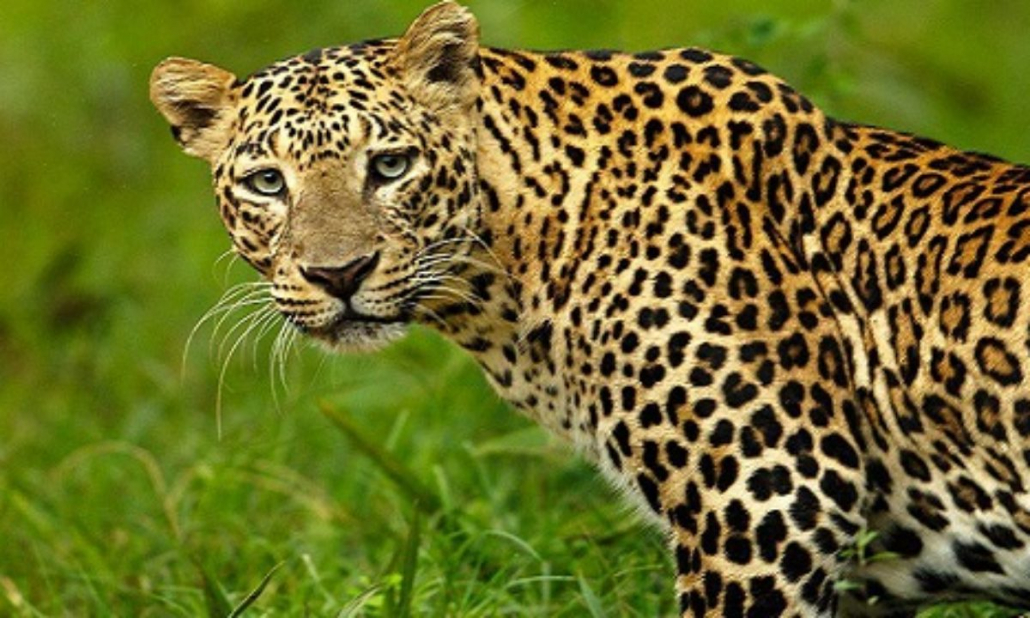 10 Facts about Leopards | Big five Cats | Tanzania Safaris Tours