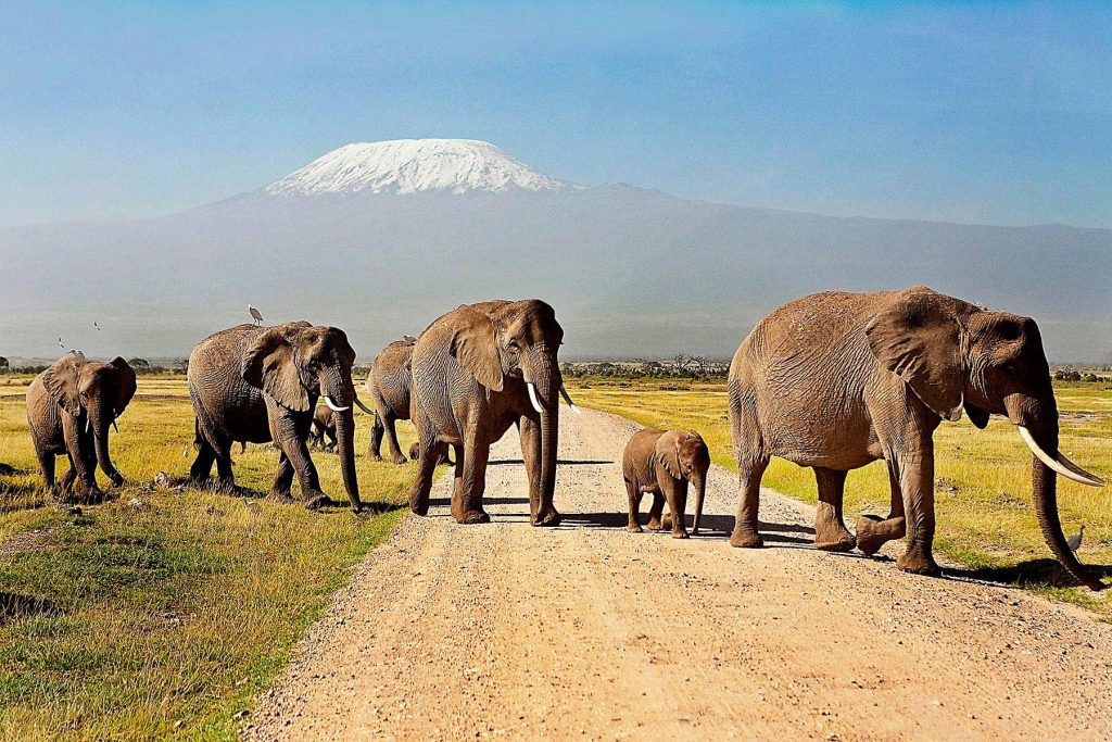 3 Days Amboseli Safari from Nairobi