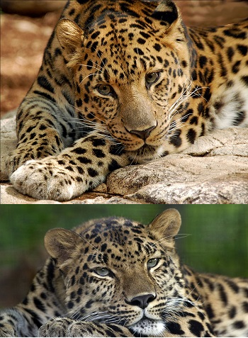 10 Facts about Leopards