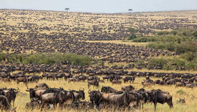 The Great Serengeti Wildebeest Migration Serengeti Safaris Tours 