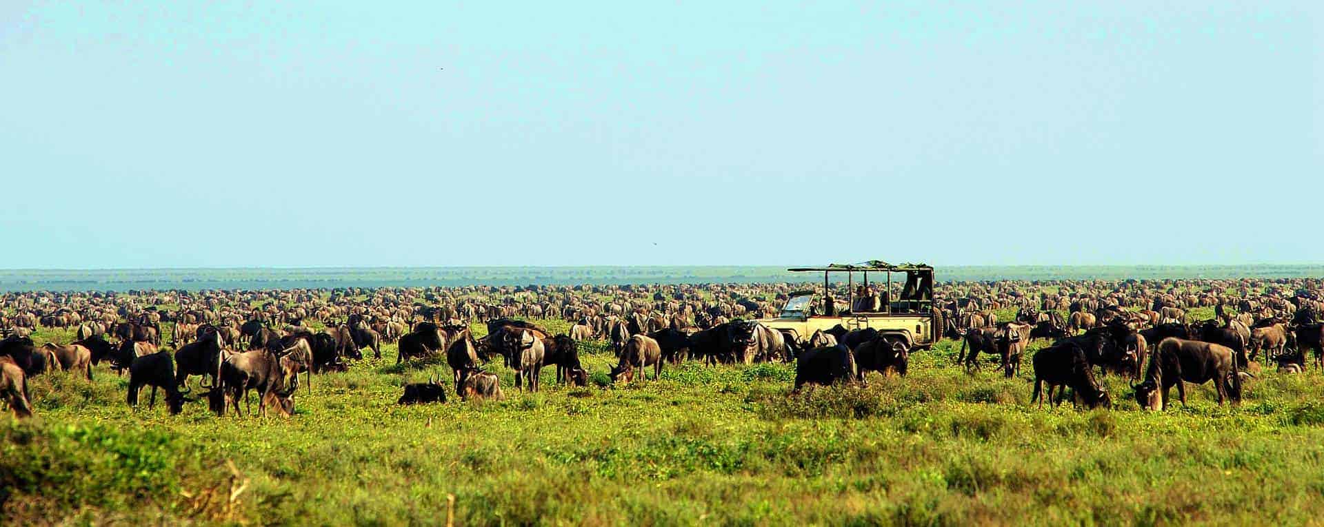Wildebeest Migration 2022
