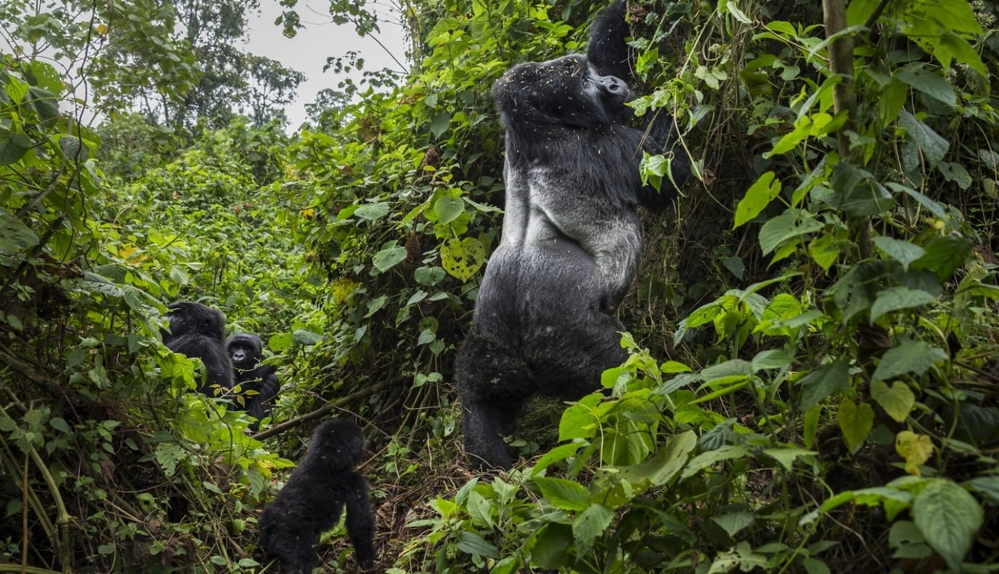 3 Days Congo Gorilla Safari in Virunga