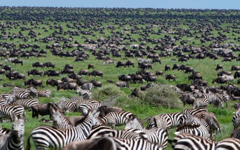 8 Days Tanzania Wildlife and Calving Season Safari