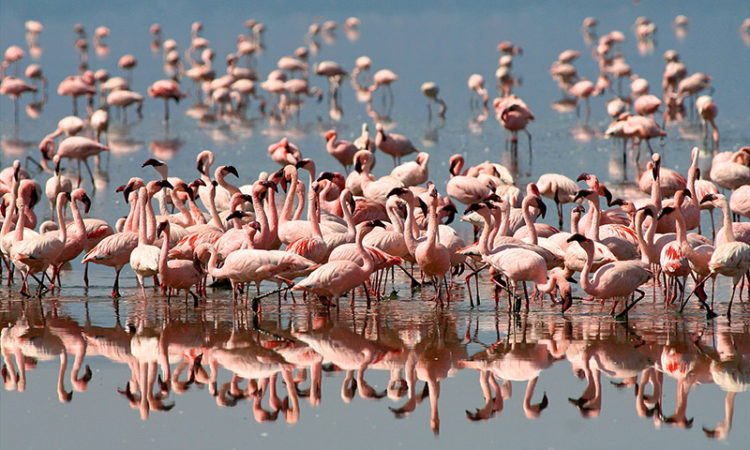 Ngorongoro Crater Flamingos