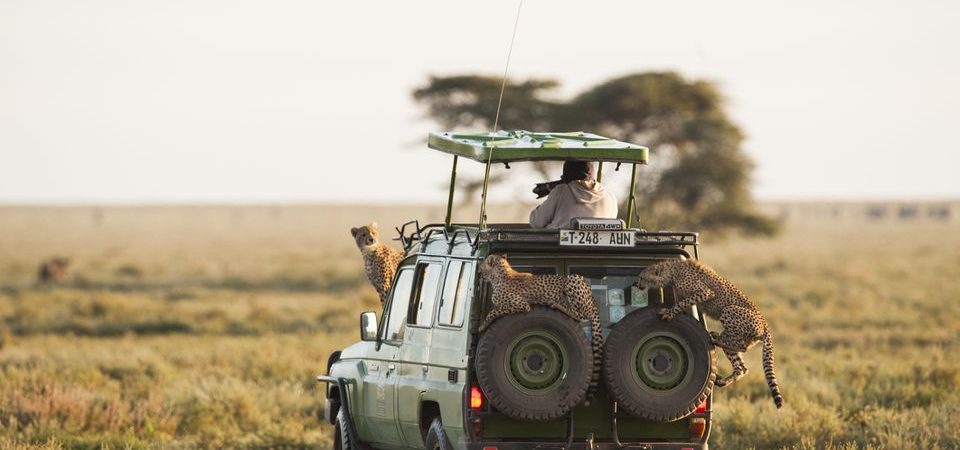 What is the Best Safari Park in Tanzania?