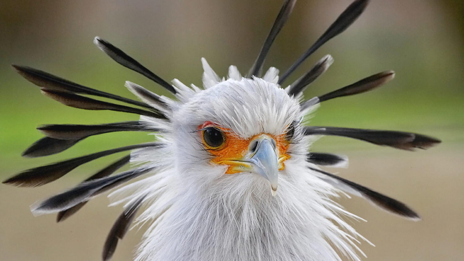 Mkomazi National Park | Mount Kilimanjaro | Birding in Tanzania