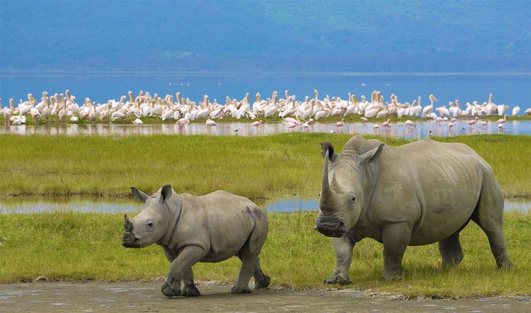 Why Ngorongoro Conservation Area is a must Visit Safari Destination in Tanzania?
