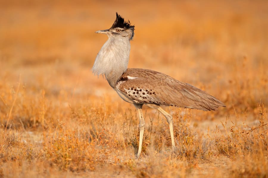 Serengeti National Park Birds
