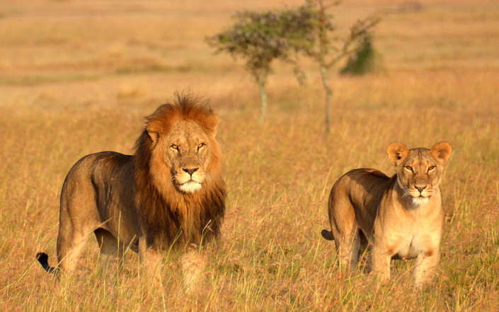 2022-ngorongoro-conservation-area-entrance-fees-ngorongoro-crater