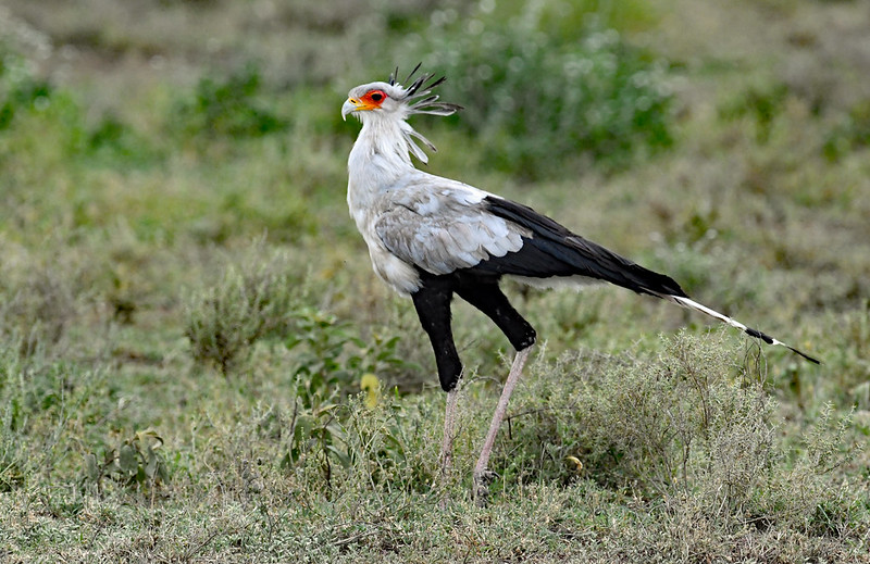 serengeti birding safaris 