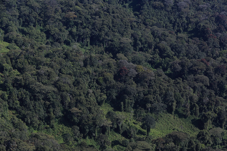Nyungwe forest National park
