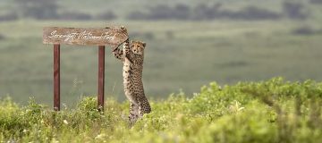 Maasai Mara Vs Serengeti : Which is Better for an African Safari