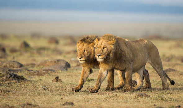 Top 10 Astonishing Facts About Lions 