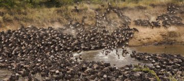 Maasai Mara Vs Serengeti : Which is Better for an African Safari