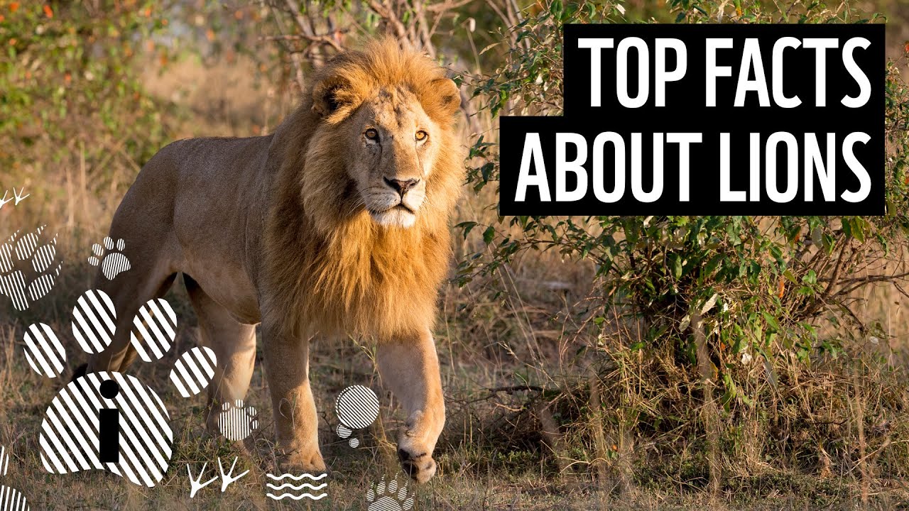 Top 10 Astonishing Facts About Lions | Lion Tracking Tours | Lions