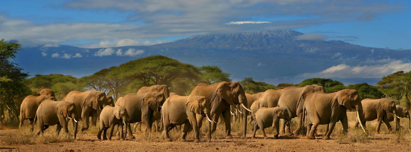 Amboseli National Park Big Five