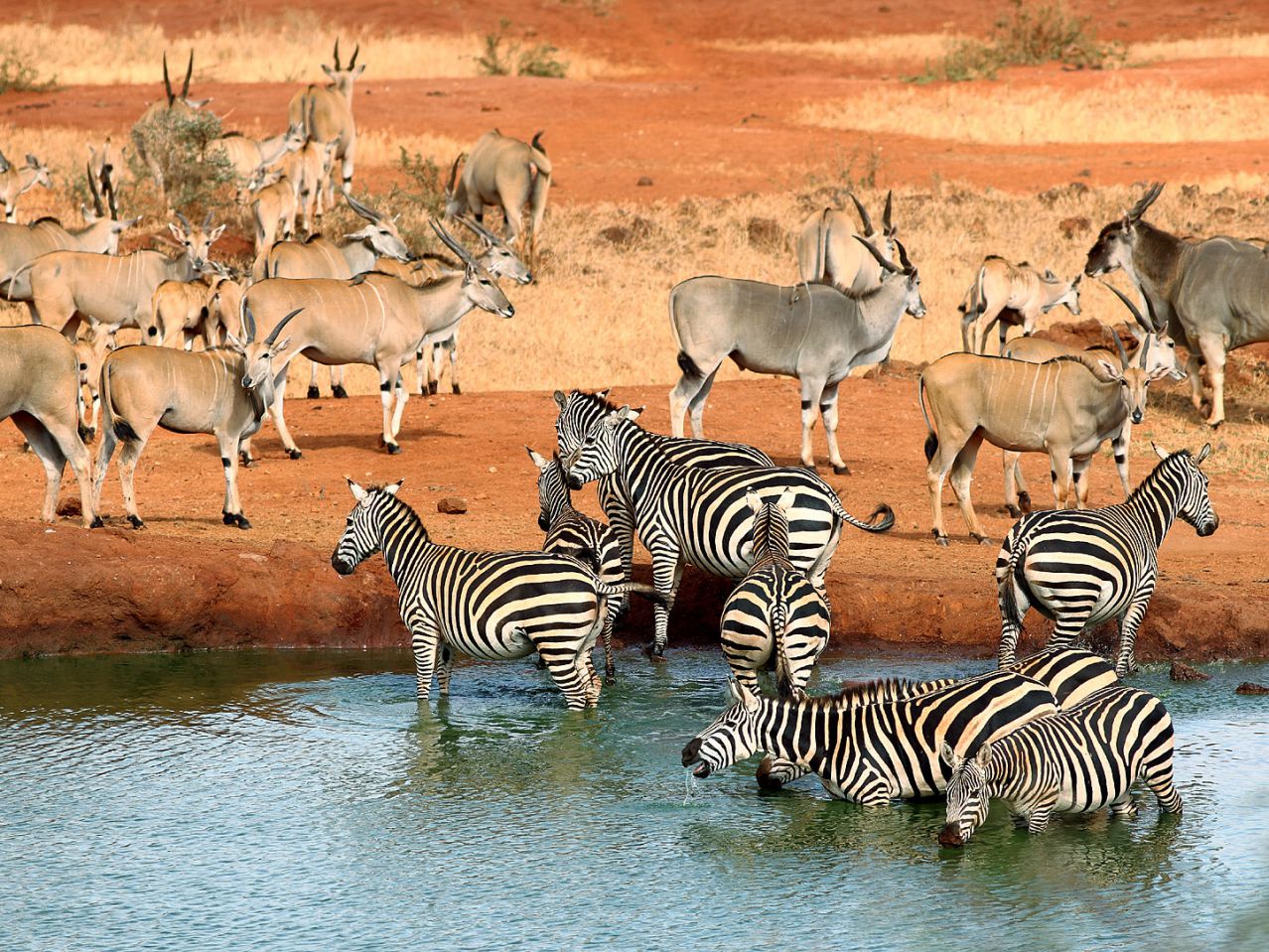 Tsavo National Park Animals Kenya 