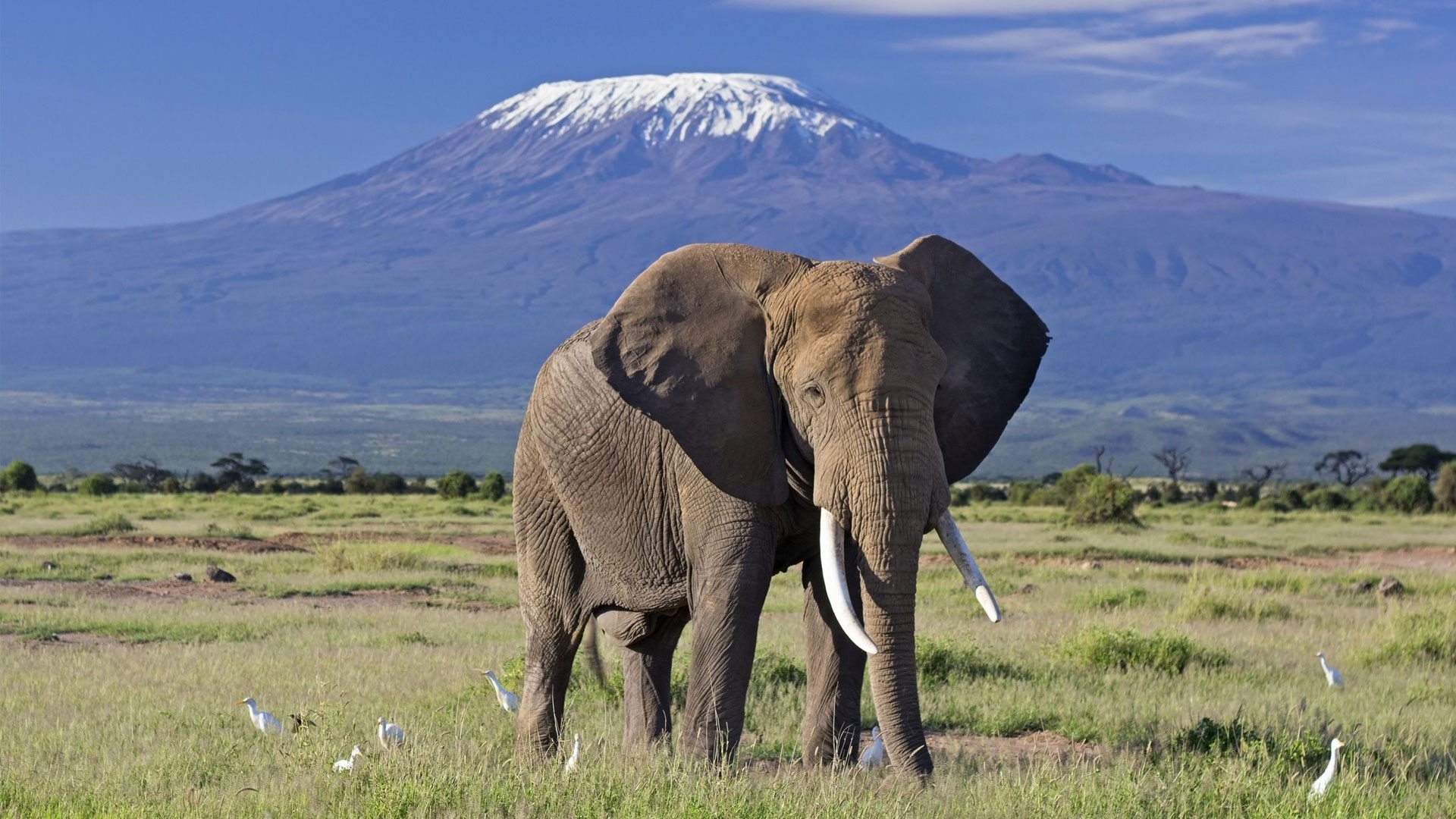 Elephants in Amboseli National Park Kenya