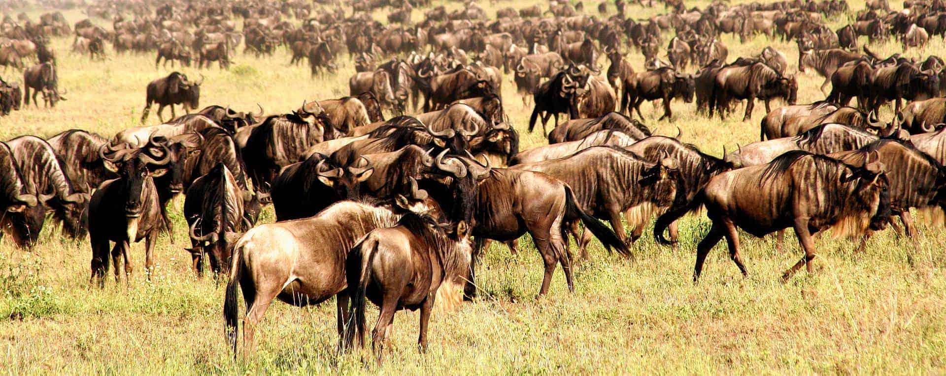 Where is the wildebeest Migration Now?