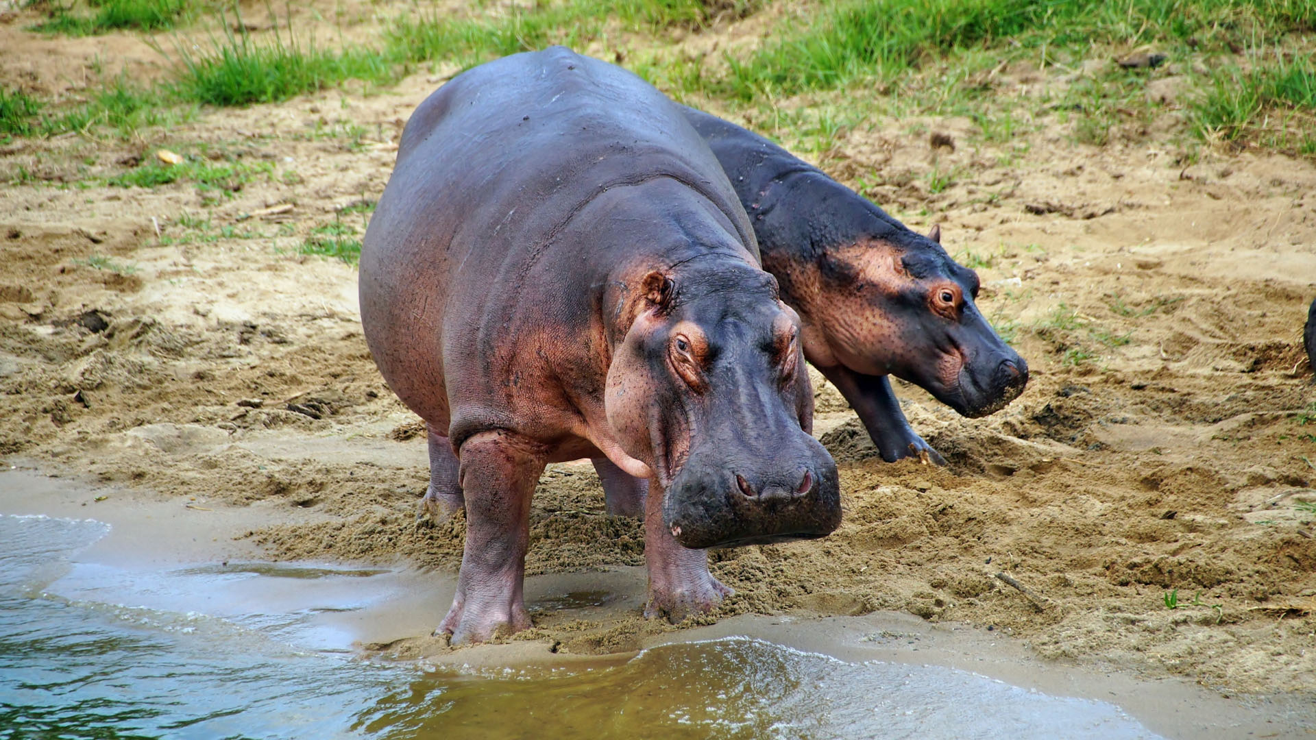 12 Interesting Facts About Hippos 