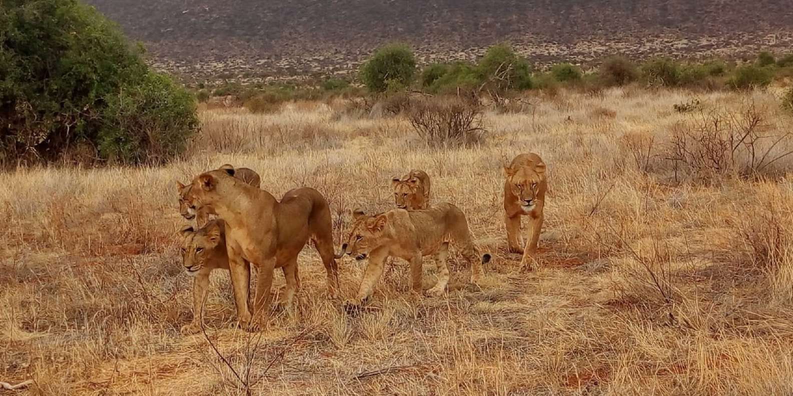 Tsavo National Park Lions