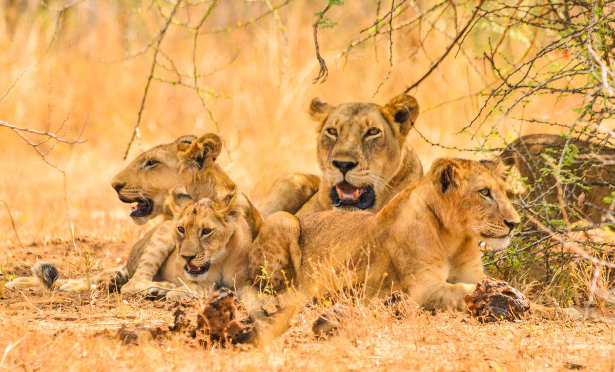 Lion Tracking in Queen Elizabeth National Park