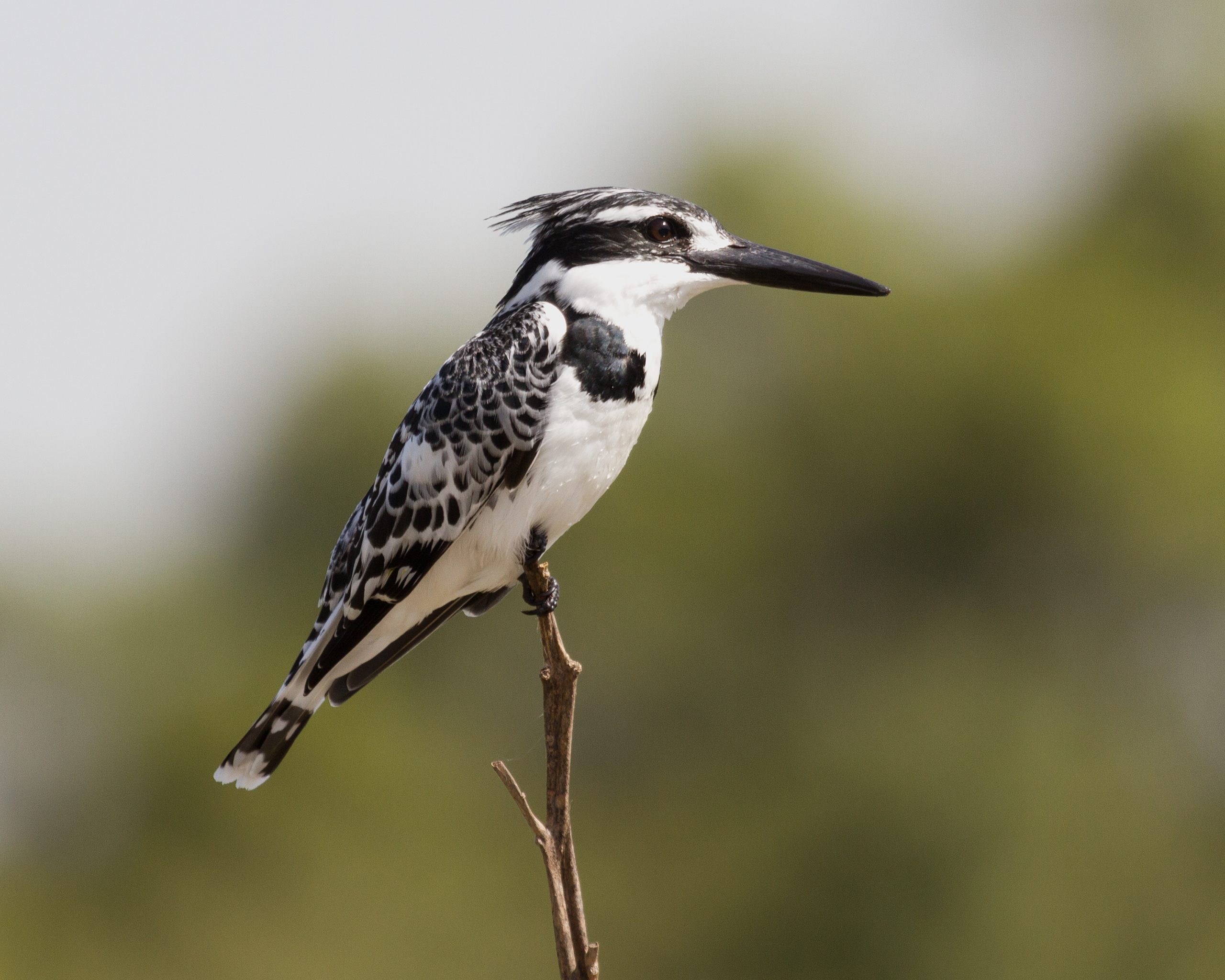 Birds of Tsavo National Park