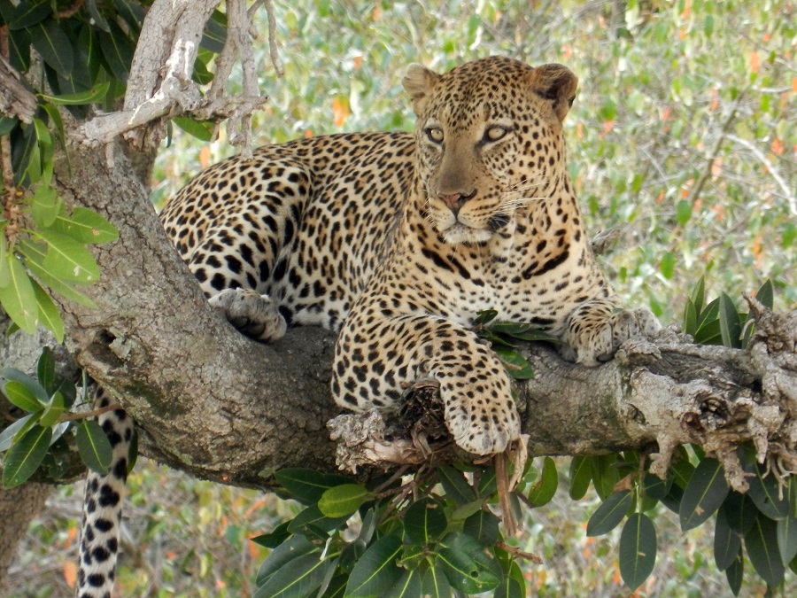 Top 4 Best Places and National Parks to see Leopards in Tanzania