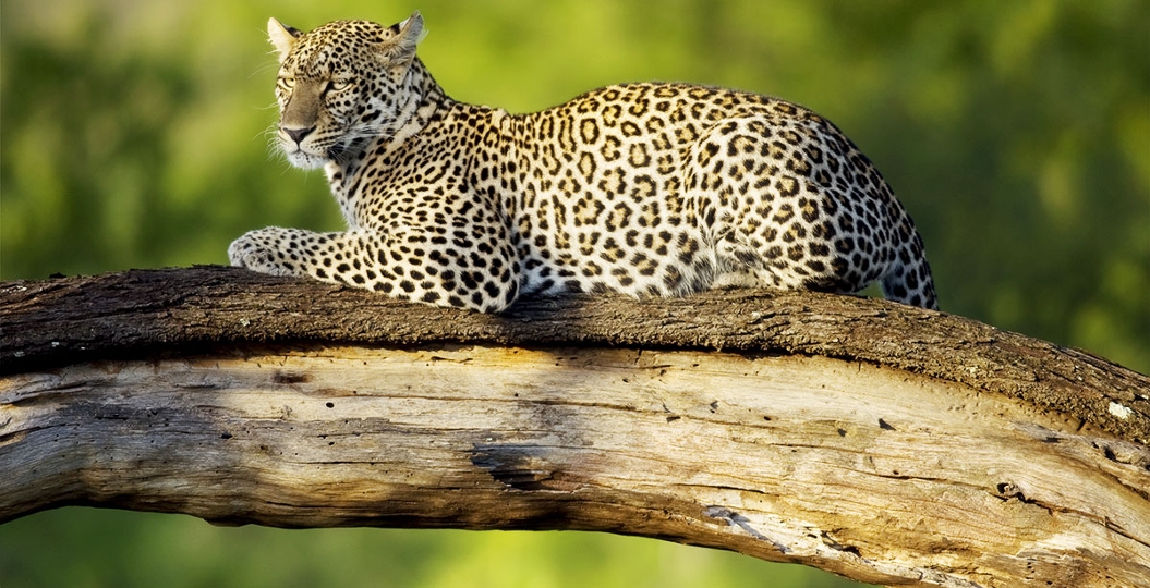 Top 4 Best Places and National Parks to see Leopards in Tanzania 