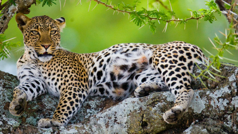 Top 4 Best Places and National Parks to see Leopards in Tanzania 