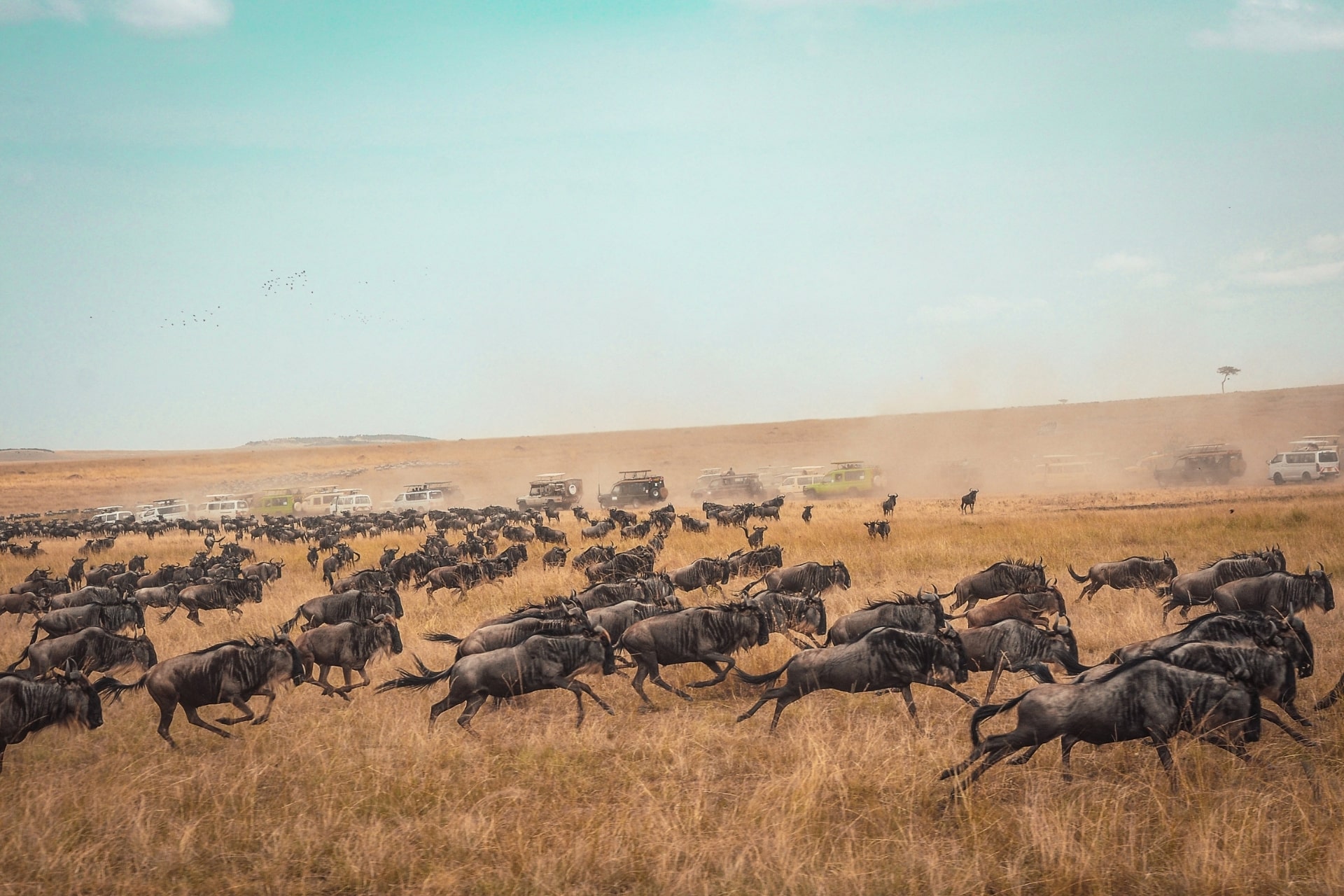 5 Days Ngorongoro and Serengeti Safari
