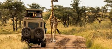 Day game drive safaris at Lake Manyara National Park