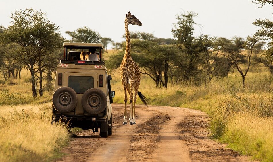 Serengeti National Park and Garden