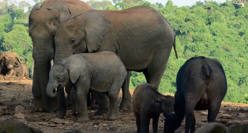  Reasons to visit Aberdare National Park in Kenya