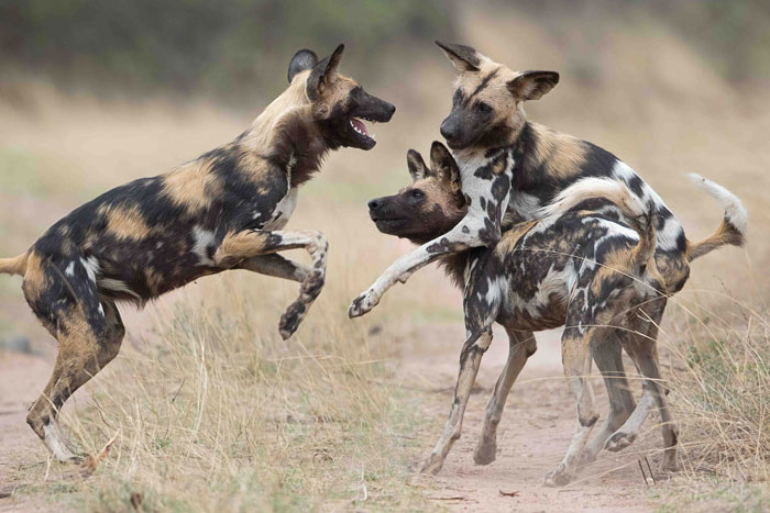 Facts About the African wild Dog