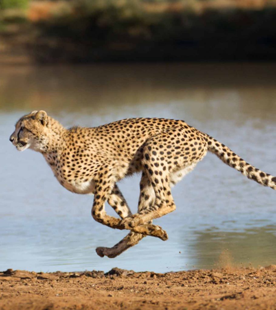 9 Interesting Facts About Cheetahs